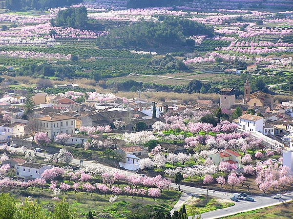 The Alcalali village in the Jalon Valley, surrounded by flowered almond trees