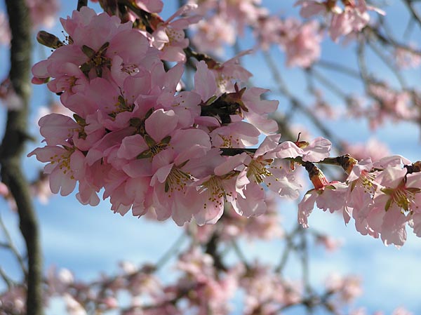 An almond tree flower: detail