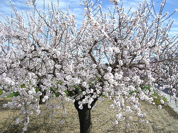 A flourished almond tree