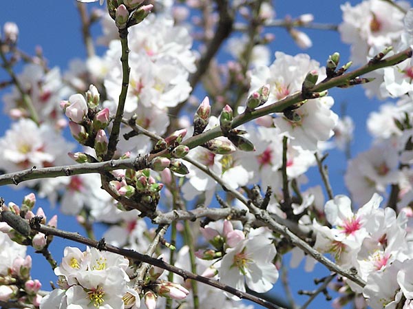 A flowered almond tree branch, with its flower-buds