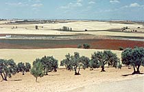 Juni, in der Gegend Honrubia, Castilla La Mancha