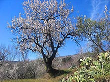 View over the village of Vlor, in the Alpujarras between the Sierra Nevada and the Mediterranean