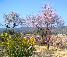 Un champ d'amandiers en fleurs dans la valle de Jaln, sur l'arrire-pays de la Costa Blanca