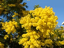 A flowering mimosa in Denia, the Costa Blanca