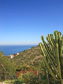 A high cactus overe Las Rotas in Denia