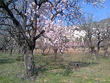 End of February, blossomed almond trees in the Jalon Valley in the Costa Blanca countryside in Spain