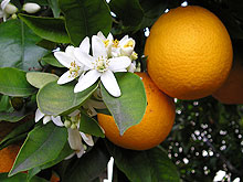 Fin avril, un oranger en fleurs avec ses premiers fruits sur la Costa Blanca en Espagne